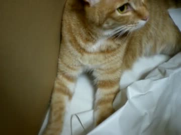 拾いねこ＠生後620/587日　どうして箱に入るんですか？