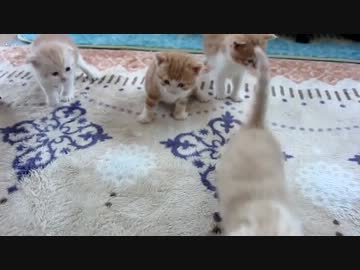 子猫産まれたて（生後２５日経ちました）