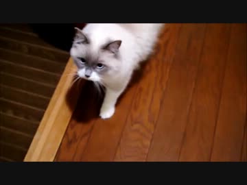 帰宅直後の猫の反応が愛しくて切ない