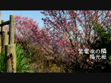 CBバイク旅-【続】桜物語りをはじめました【表】-愛媛・高知