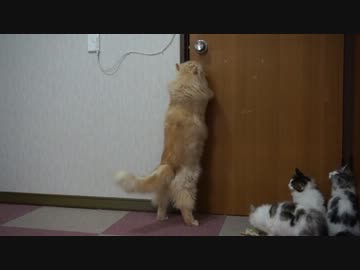 【リア獣】 ドアの向こう　【猫万歳】