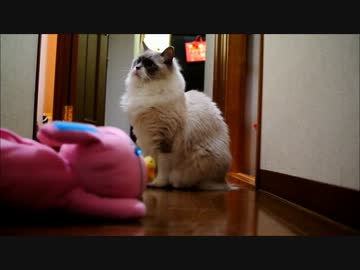 猫ｖｓサイボーグの人 ～哀しみのヒットアンドアウェイ～