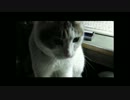 猫マッサージ