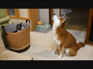 バスケット猫とファンヒーター柴犬
