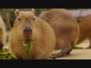 カピバラのもぐもぐ音を拝聴（２）