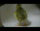 【高画質・高音質】うずらのヒナ生後2日目の鳴き声