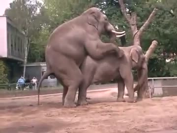 ぞう君の愛の営み.sex