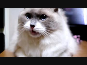 「もーふーらーせーろー」「もーふーらーせーねーガブ」