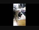 猫を垂直ジャンプさせてみた