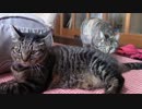 きょうの【蒼民家の猫々】