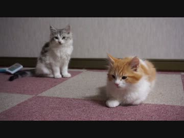 【リア獣】 きっちり３ヶ月　【猫万歳】