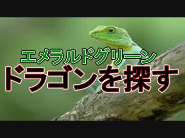 琉球キノボリトカゲを探せ！