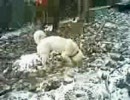 東伊豆の雪Ⅱ【テスト】