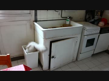 そこにフタがあると思った猫