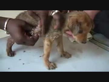 毛づくろいで絶頂を迎えてしまうパピー（淫夢）くん