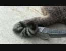 ぬこでら巡礼の旅【御誕生寺】その３