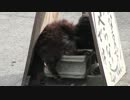ぬこでら巡礼の旅【御誕生寺】その4