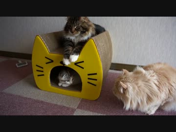 【リア獣】 新しい爪とぎ　【猫万歳】