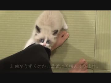ラグドールのレオ　Vol.15　ジャンプしてはむはむする子猫