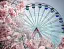 【ニコカラ】　桜　コブクロ　【カラオケ】　