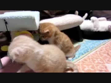 子猫産まれたて（生後３０日経ちました）