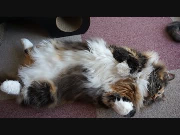 【リア獣】 まったりな午後　【猫万歳】