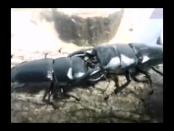 オオクワガタの戦い