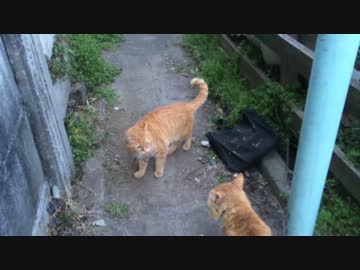 ボス猫と茶トラ猫、目の前で一触即発
