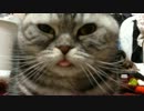 舌を仕舞うのを忘れてしまった猫