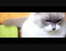 時定高速猫パンチ
