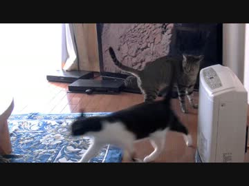 くるねこ大和　20140323　テレビ胡てつ