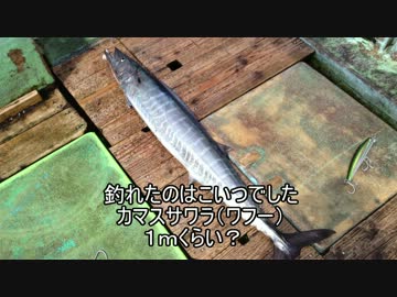 撮影中に大物が掛かったんだけど・・・残念なことに・・・もちょお