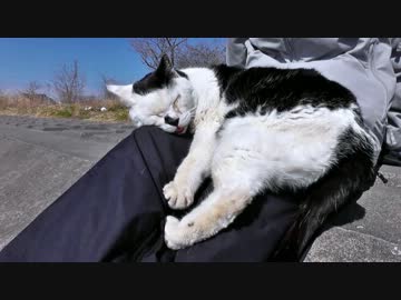 鼻にいきなり猫パンチは痛い。【魚くれくれ野良猫】