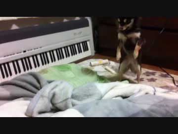 帰宅直後の荒ぶり