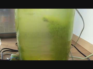 【ゆっくり】初心者が水槽を立ち上げる おまけ編3