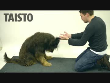 エサを手品で消し去った時の犬たちの反応が面白い