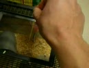 パスタでネズミを釣ってみた