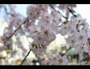 初音ミク　オリジナル　Erratic Spring Weather　改良版