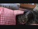 きょうの【蒼民家の猫々】
