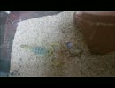サソリの食事シーン