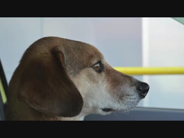 わんこが来た日のモテモテお兄ちゃん