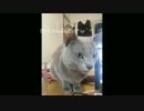 =^-^=