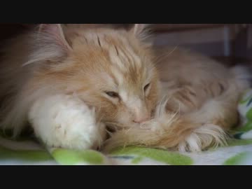 【リア獣】 ぬぼーっとした一日　【猫万歳】