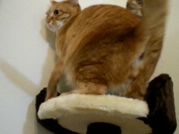 拾いねこ＠生後630/597日　どんくさいアコさんが可愛い