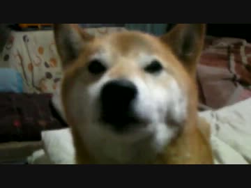 ワンの練習 柴犬ジロー