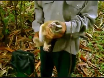 人間に速攻で捕まるクソザコナメクジ