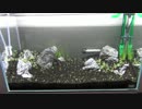 ⑤水草水槽に魅せられて【とりあえずUP版】