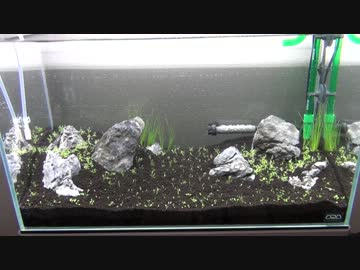 ⑤水草水槽に魅せられて【とりあえずUP版】