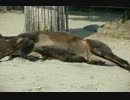 上野動物園のラマさんが荒ぶったようです