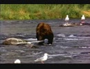 Bear.wmv